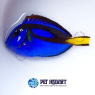 Dori Regal Blue Tang Letter Six 6 Ikan Hias Laut Sudah Melet T-S-M-L