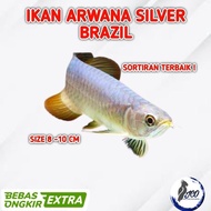 IKAN ARWANA SILVER BRAZIL IKAN HIAS ARWANA BRAZIL SILVER 8-10CM ARWANA