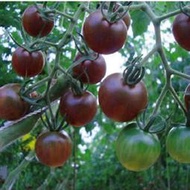 黑番茄樹種子 種籽 蔬菜樹進口聖女果迷你水果西紅柿種子 種籽 原裝5粒種子 種籽hn
