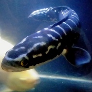 premium Hiasan Aquarium Ikan Channa Toman Ikan Hias Ikan Predator Big