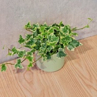 常春藤 莫蘭迪色系直紋陶盆 室內植物 觀葉植物 禮物 盆栽