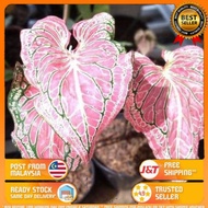 Thai beauty caladium [ Hijau💚👉🏼pink💗]