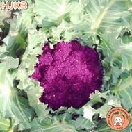 Purple Graffiti Cauliflower Seeds - Purple Cauliflower Seeds - Rare Vegetable Seeds - Heirloom Seeds