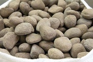 kluwek/picung mentah 1kg masih ada batoknyah