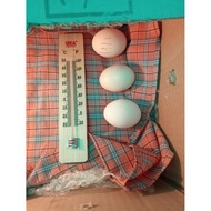 Fertile eggs of kuntara chicken 4