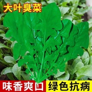 现货*臭菜(芝麻菜)籽大叶大宽叶臭菜种子大叶冻不死大宽叶臭菜蔬菜Stinky vegetables (arugula) with large seeds and large leaves and la
