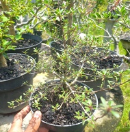 santigi sulawesi super mikro bahan bonsai