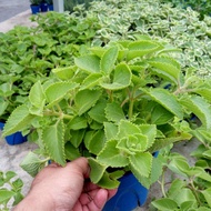 Anak Pokok Herba Mexican Mint Live Plants Herb Plants Mexican Mint Herb Plant Pokok Hidup Pokok Hias