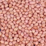 1 KG BIBIT KACANG TANAH SUPER // KACANG TANAH TUBAN