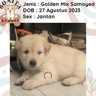 Code Golden Retriever Mix Samoyed Anak Anjing Golden Samoyed Jantan