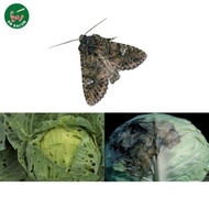 Racun Cabbage Moth. Racun kawalan serangga organik berkesan &amp; selamat untuk tanaman &amp; buah buahan healthy soil