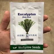 Benih Bunga Eucalyptus Baby Blue Cap Wellgrow Seeds (12 biji)