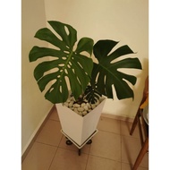 Monstera deliciosa indoor plant