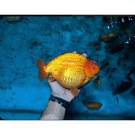SUPER BEAUTIFUL JUMBO RANCHU COOK BLITAR
