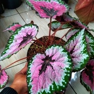 Tanaman begonia rex pelangi jumbo