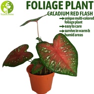 [Local Seller] Caladium Red Flash Houseplant Indoor or Outdoor Foliage Plant | The Garden Boutique - Live Plants