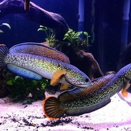 ikan channa barca 3-6 cm // baby channa barca // channa barca termurah