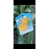SG SELLER, CITRUS YUZU FRUIT TREE /LIVE PLANT 🪴