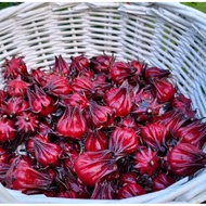 Roselle Anak Pokok @ Buah Roselle
