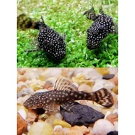 3 pleco Mini L144 cleaner