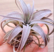 空氣草&霸王xbc(🔥pm問價&會優惠價出售)#Tillandsia #空氣鳳梨 #Airplant #植物