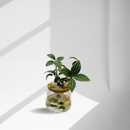現貨 蕨美植栽 室內網美植栽辦公室水耕植栽-植物+弧形透明玻璃瓶