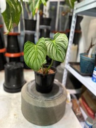 Philodendron Mamei dark form  HK $80 (Philodendron Anthurium Monstera Alocasia)