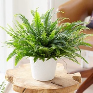 90s Greenovation | Live Fern- Nephrolepis Corditas (indoor plant)