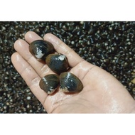 etok local,fresh dan sedap