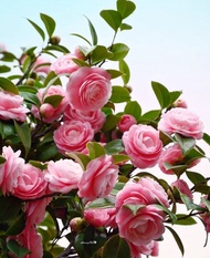 Bunga camelia pink / bunga camelia jumbo