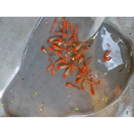 Albino Koi Guppy High Grade Quality