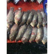 Jual Promo Murah Ikan Gurame 1KG Isi 3