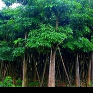 pohon pule besar - pohon pelindung - tanaman hias pohon pule