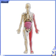 Aiousk 3d Organs Model Kit Glow-in-the-dark Anatomy Model Glow-in-the-dark Human Body Model with Tra