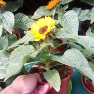 Anak Pokok Bunga Matahari Kuning Sun Flower Potted Plants Sunflower Bunga Hiasan Pokok Hidup Bunga Hidup Live Plants