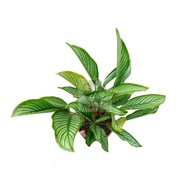 MKT - Calathea Vittata Sapling / Anak Pokok Calathea Vittata /  Indoor Plant / pokok hiasan dalam ru