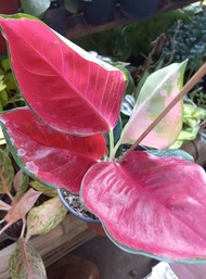 AGLAONEMA RED RUYI and AGLAONEMA SUKSOM JAIPONG- INDOOR OR OUTDDOR PLANT REAL OR LIVE PLANTS SMALL SIZE