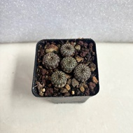 Frailea phaeodisca (5 plants in 6.5cm pot)