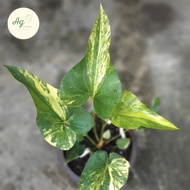 anthurium brownii variegata-corong variegata