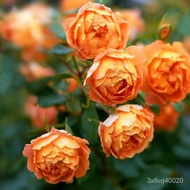 Bosiju Rose Flower Seed Climbing Vine Rose Seed Annual Flowering Climbing Vine Climbing Flower Plant Flower Sea Landscap