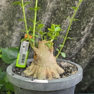 bonsai miniking material bebuas 壽娘子 sancang premna