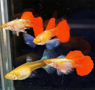 Guppy Albino Dumbo Redtail 1 Pair
