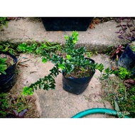 珍珠系列罗汉松 绿钻 黑珍珠  珍珠菊花Bonsai Plant
