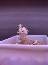 賣約1.3CM白皮月界