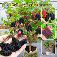 300Pcs Dwarf Hybrid Variety Mulberry Fruits Seeds for Planting Fresh High Yielding Seeds Ornamental 