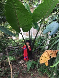 บอนก้านดำ ออดิบดำ Colocasia ส่งเป็นหน่อตัดใบ 89 บาท. ต้นสูงได้ 2-3 ม.ใบสีเขียวมรกตเงาวาว