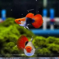 Hiasan Aquarium Guppy Tuxedo Koi Short Body