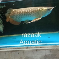Ikan Arwana Golden Red Bluebase Hb