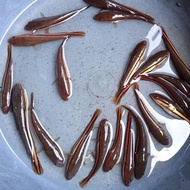 ikan gabus Toman hiasan aquarium 5-7cm