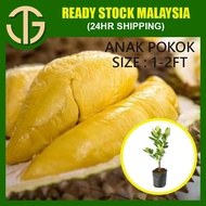 【Anak Pokok】Durian Musang King D197 榴莲苗猫山王